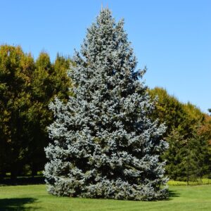 Blue-green tall blue spruce tree in a green lawn