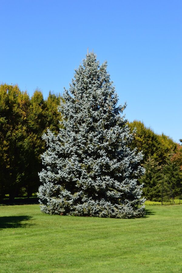 Blue-green tall blue spruce tree in a green lawn