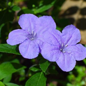 5-petal shaped purple smooth flower of the wild petunia