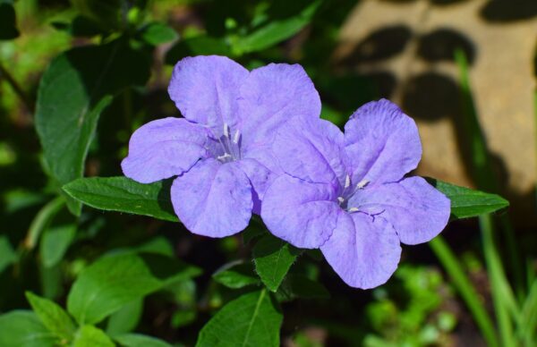 5-petal shaped purple smooth flower of the wild petunia