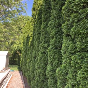 Tall green hedge row made of Green Giant arborvitae.