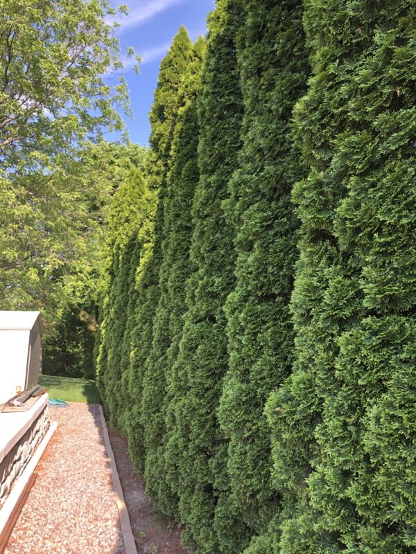 Tall green hedge row made of Green Giant arborvitae.