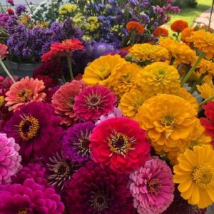 Bright yellow, ornage, red, pink and purple daisy shaped flowers of Benary Giant Zinnias