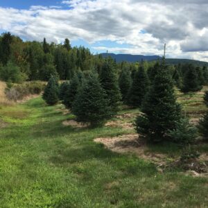 Lanscape with several green balsam fir trees approximately 6 feet tall.