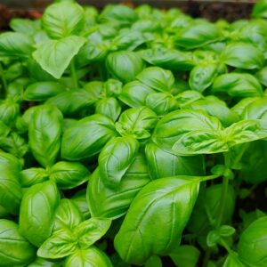 Green basil leaves