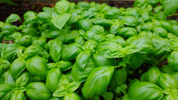 Green basil leaves