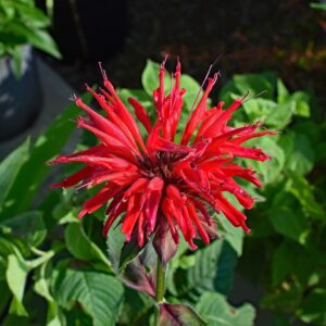 Red loose pointy petals of the scarlet monarda flower.