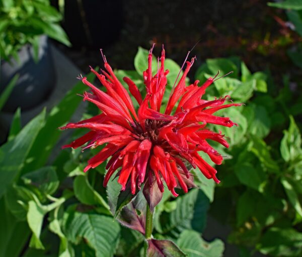 Red loose pointy petals of the scarlet monarda flower.