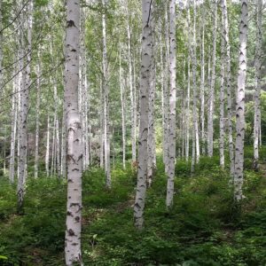 A grove of whitepaper birch trees with green understory.