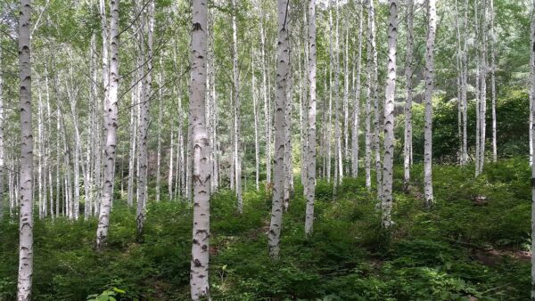 A grove of whitepaper birch trees with green understory.