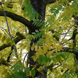 Green leaves and yellow leaves of early autumn with multiple branches of a black walnut tree.