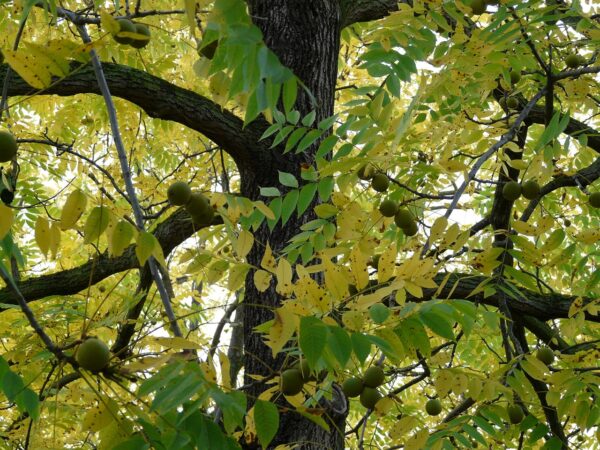 Green leaves and yellow leaves of early autumn with multiple branches of a black walnut tree.