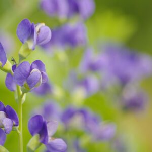 Blue-purple flowers resembling pea flowers on long stems of the Blue Indigo plant.