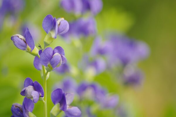 Blue-purple flowers resembling pea flowers on long stems of the Blue Indigo plant.