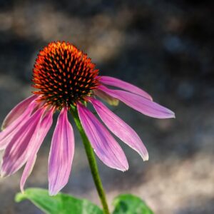 Light purple droopy flower petals with a cone-like center.