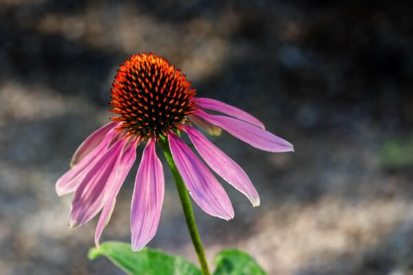 Light purple droopy flower petals with a cone-like center.