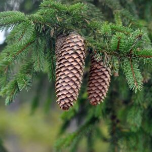 Two long brown pine cones hanging from a green needled Norway spruce tree