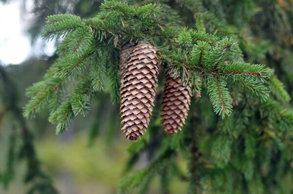 Two long brown pine cones hanging from a green needled Norway spruce tree