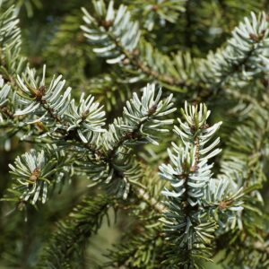 Blue-green fir needles on branches