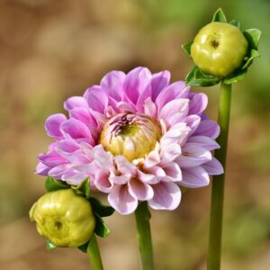 Light pink dahlia flower with two buds.