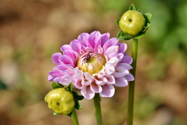 Light pink dahlia flower with two buds.