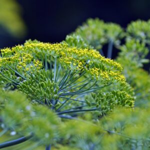 Yellow-green flower umbels of the dill weed.