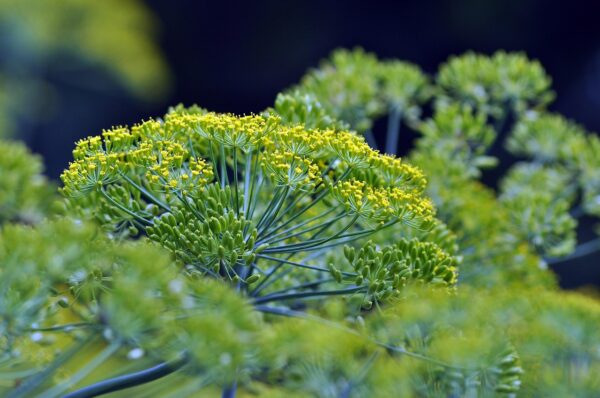 Yellow-green flower umbels of the dill weed.