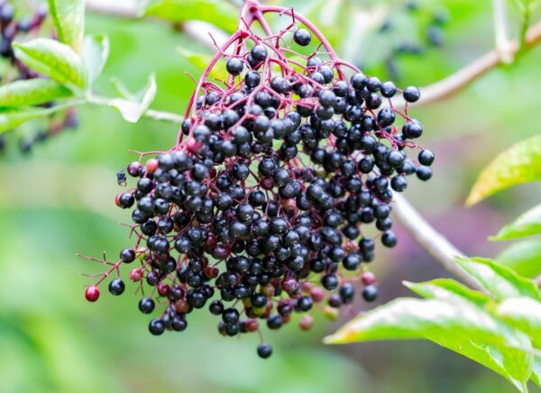 Small purple berries in a clumping shape drooping off of elderberry branches.