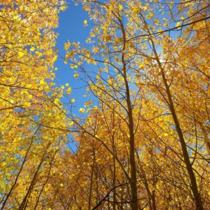 A forest of quaking aspen trees in autumn with yellow leaves and a blue sky.