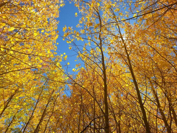 A forest of quaking aspen trees in autumn with yellow leaves and a blue sky.