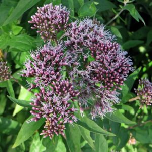 Purple-mauve airy flowers in a clumping form on a green Joe-Pye weed plant