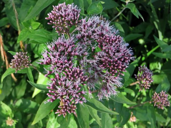 Purple-mauve airy flowers in a clumping form on a green Joe-Pye weed plant