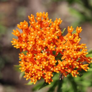 Bright orange flowers in a cluster at the end of a stalk of butterfly milkweed.