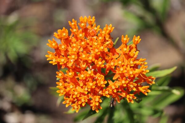 Bright orange flowers in a cluster at the end of a stalk of butterfly milkweed.