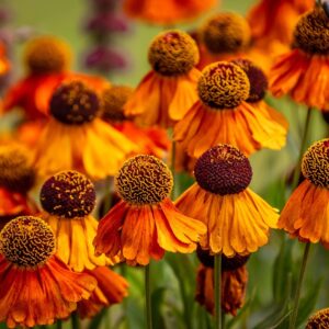 Orange and red streaked flowers with a dominate center.