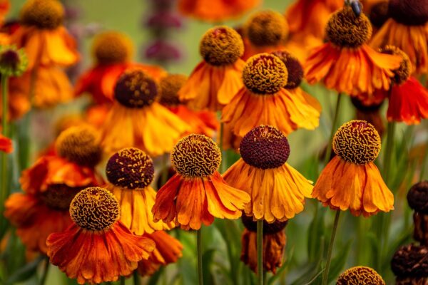 Orange and red streaked flowers with a dominate center.