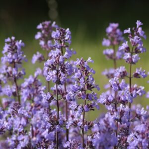 Purple fluffy blooms in a spike form of catnip.