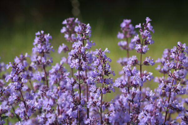 Purple fluffy blooms in a spike form of catnip.