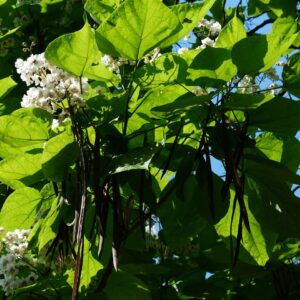 Large green leaves of the catalpa tree with white blossoms in the sun.