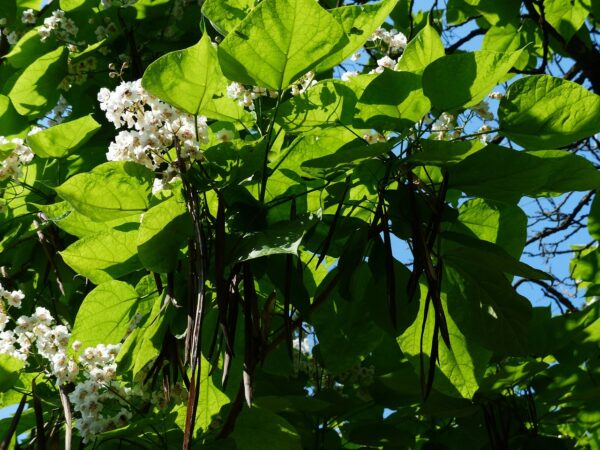 Large green leaves of the catalpa tree with white blossoms in the sun.