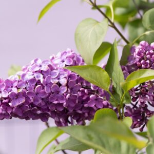 Lavender colored flower blooms in a clumping form on a branch of spring lilac shrub.