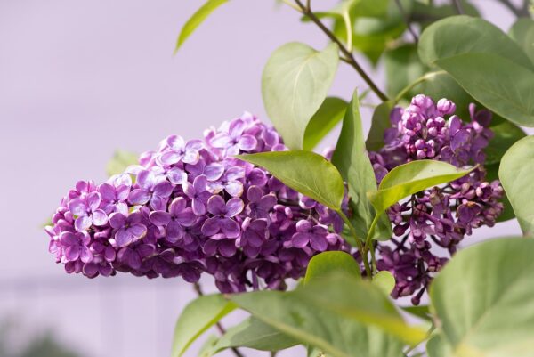 Lavender colored flower blooms in a clumping form on a branch of spring lilac shrub.