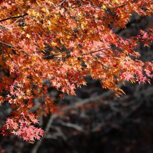 Red-orange maple leaves in Autumnal color on a branch of the Red Maple tree.