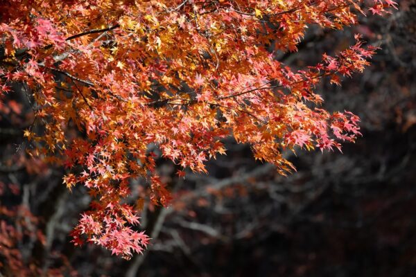 Red-orange maple leaves in Autumnal color on a branch of the Red Maple tree.