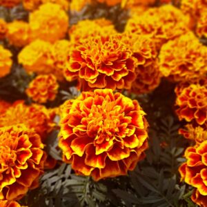 Orange - red ruffled marigold blooms