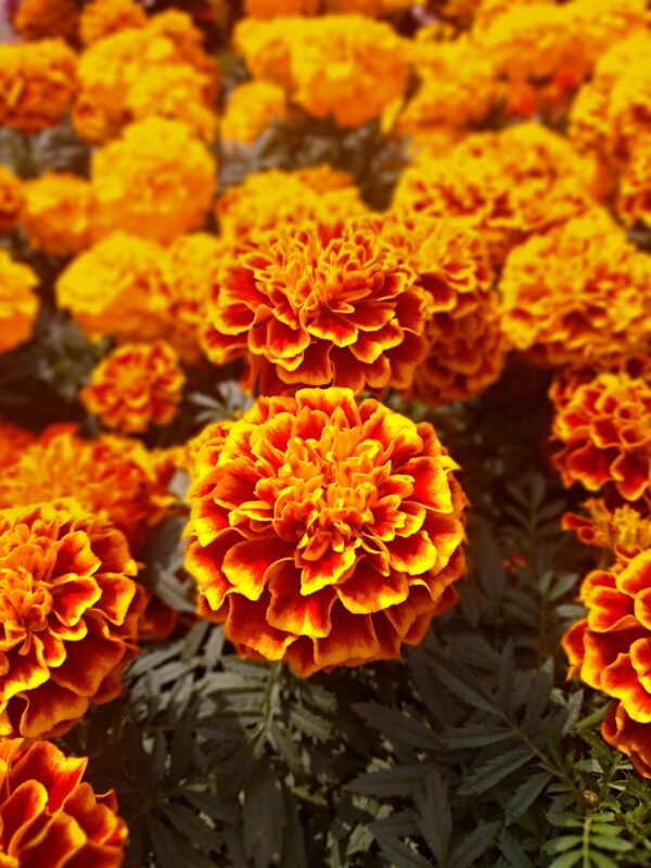 Orange - red ruffled marigold blooms