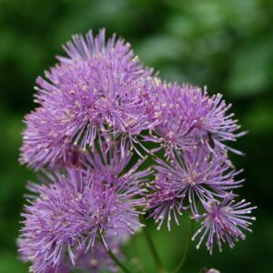 Pink, fluffy flower heads of the meadow rue plant.