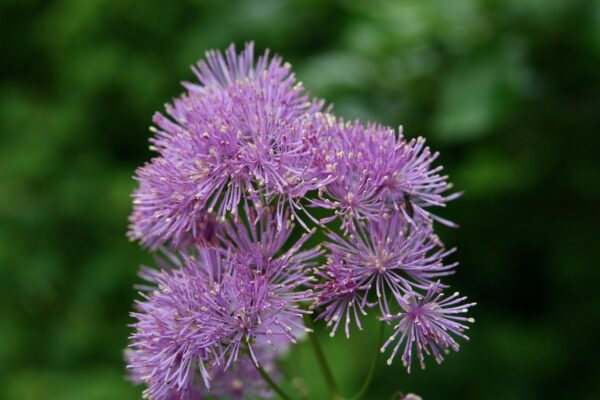 Pink, fluffy flower heads of the meadow rue plant.