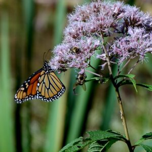 Monarch butterfly on the light purple fluffy blooms of Little Joe.