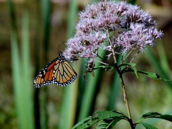 Monarch butterfly on the light purple fluffy blooms of Little Joe.